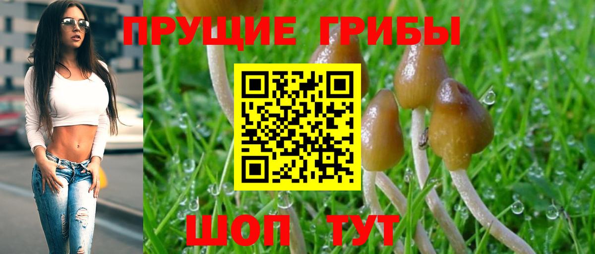 Галлюциногенные грибы Psilocybe Магадан