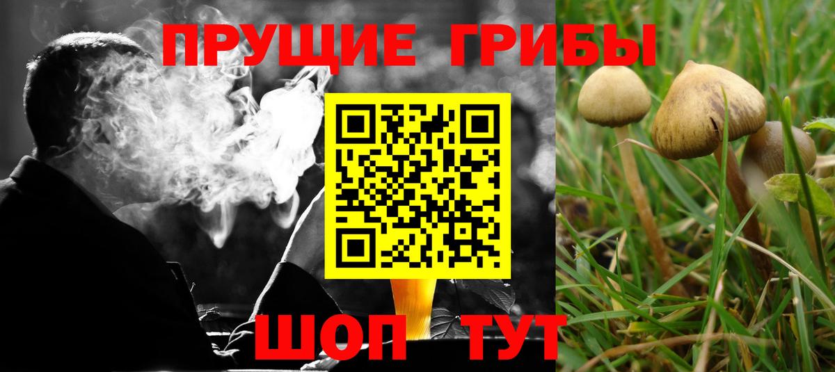 Галлюциногенные грибы Psilocybe  Вход с VPN  Магадан 
